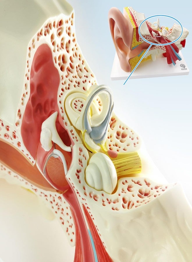 EVOTECH SCIENTIFIC Human Ear Model Anatomy, 4 Parts 3X Enlarged Anatomical Model of Ear Display Outer, Middle, Inner Ear Model for Medical Anatomy and Physiology Study Teaching with Base - Image 3